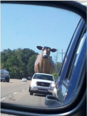 Highway Cow Highway Cow