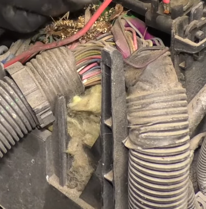 Mouse nest in a GM fuse box