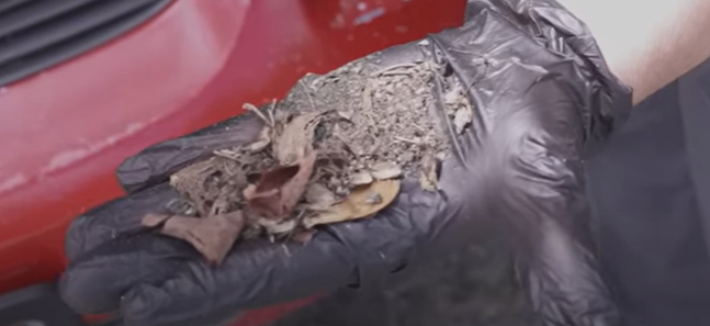 Mechanic holding leaves and debris that can cause stinky car vents